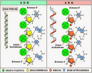 Los tipos de ARN