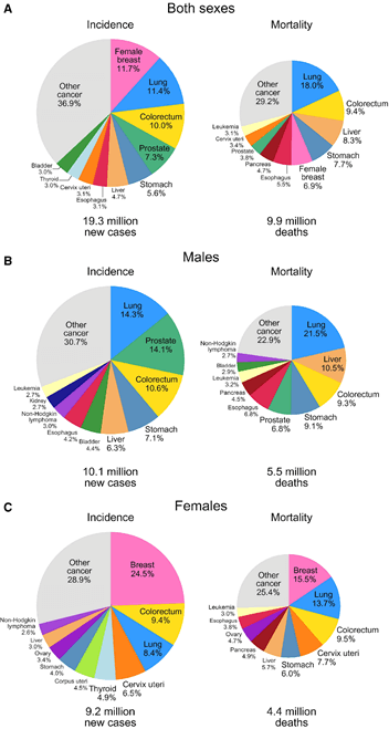 Distribution of cases and deaths of the most common cancers in 2020.