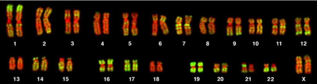 Human karyotype without genetic alteration