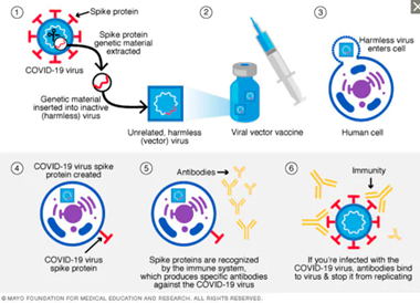 J&J: viral vector vaccine