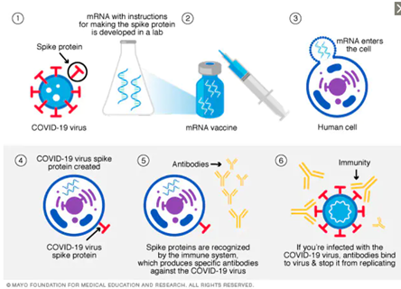 Pfizer and Moderna: mRNA vaccine
