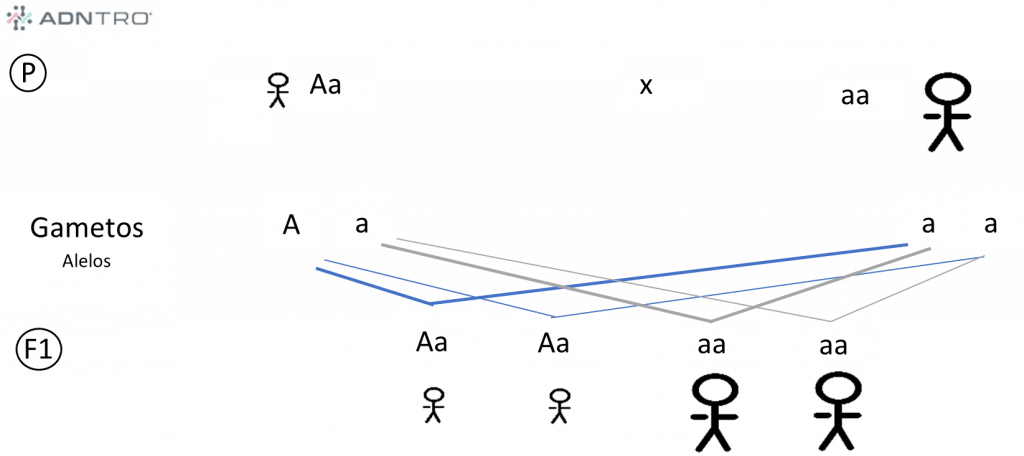 Herencia Autosómica Dominante (AD)