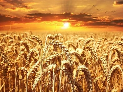 Wheat: hunter vs. farmer