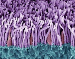 Zapfen und Stäbchen. Photorezeptorzellen