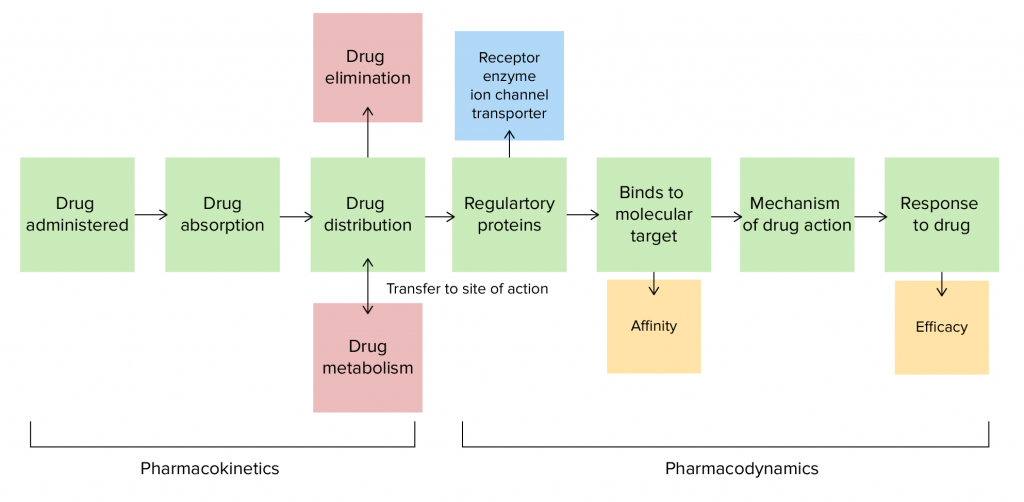 Differences between pharmacokinetics and pharmacodynamics.