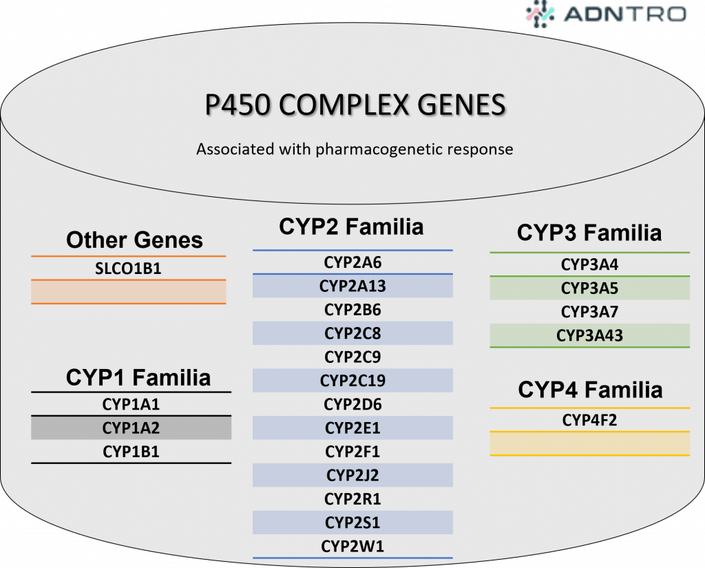 Genes of the P450 complex (cytochrome P450) associated with pharmacogenetic response.