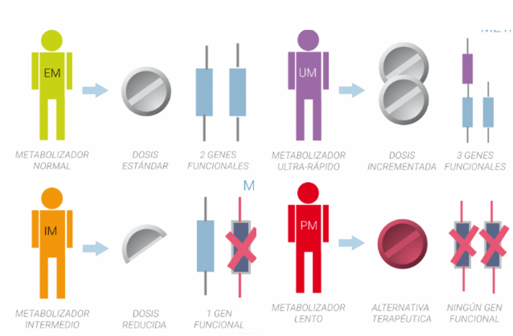 Tipos de metabolizadores - farmacogenética