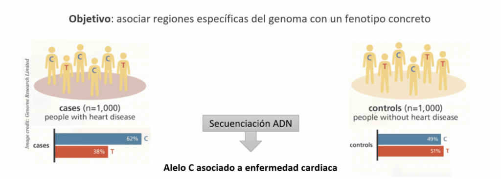 Genetische Assoziationsstudien (GWAS) - Beispiel