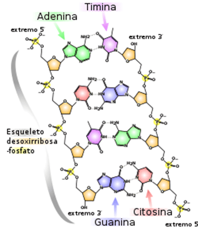 Nucleotide - DNA Structure