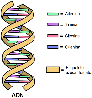Doble hélice de ADN - Estructura