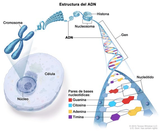 Cromosoma - ADN desde nucleótido a cromosoma.