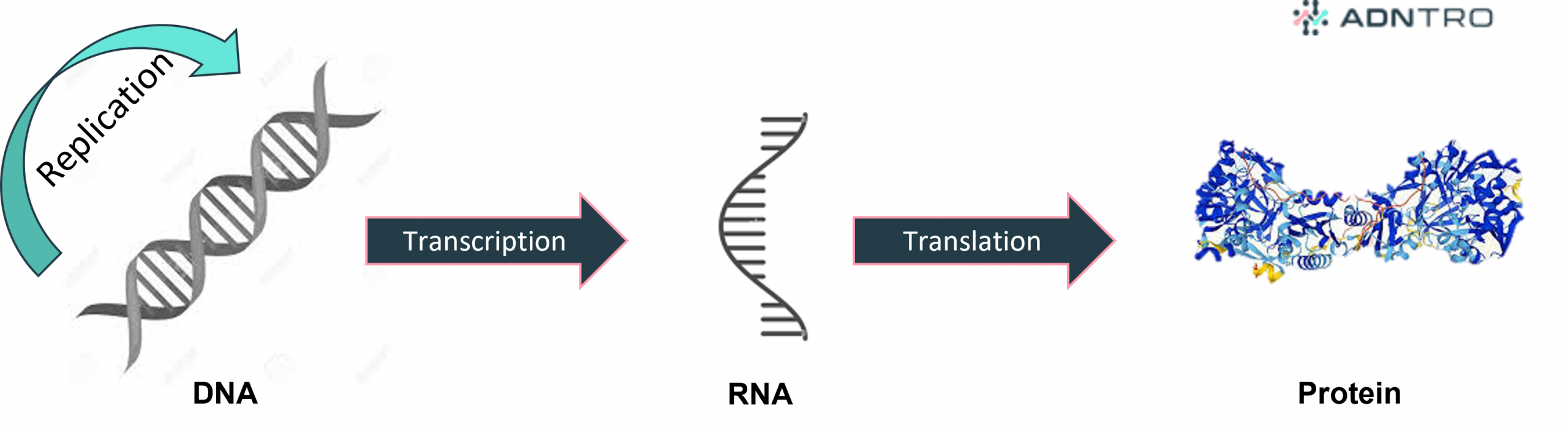 Central dogma of molecular biology - replication, transcription and translation.