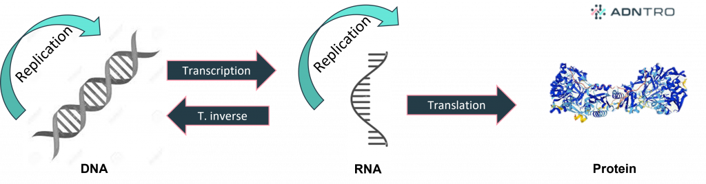 DNA replication, transcription and translation