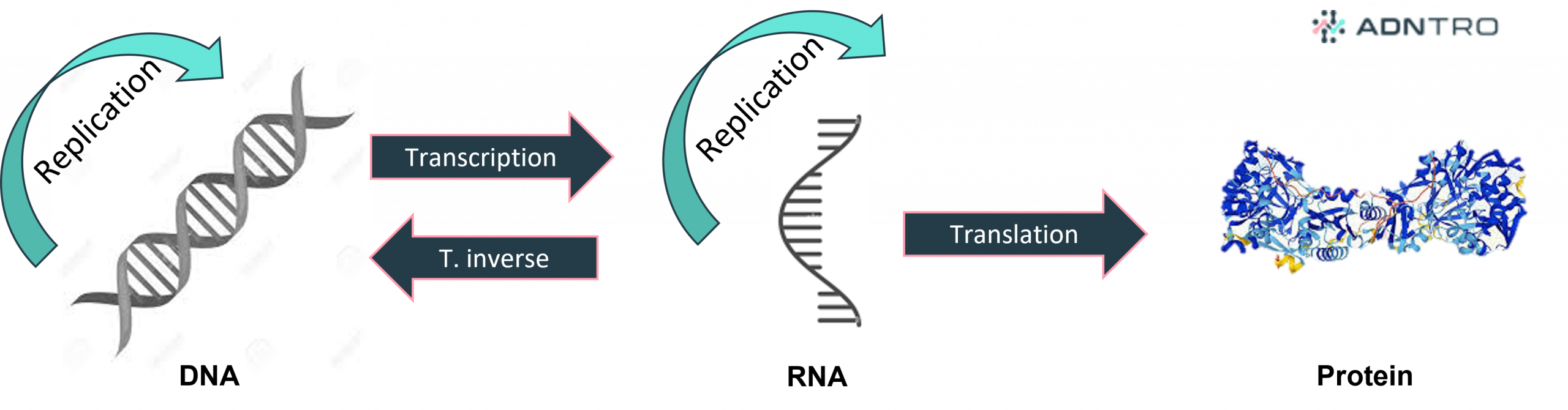 Central dogma of molecular biology extended - replication, transcription, reverse transcription and translation.