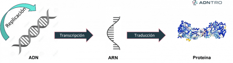 Replicación Transcripción Y Traducción Del Adn 5289