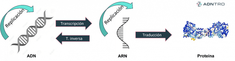 Replicación, Transcripción Y Traducción Del ADN