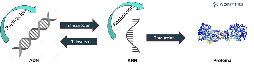 Dogma central de la biología molecular extendido - replicación, transcripción, transcripción inversa y traducción.