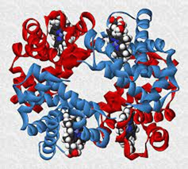 Quaternäre Struktur von Proteinen
