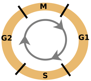Phases of the cell cycle