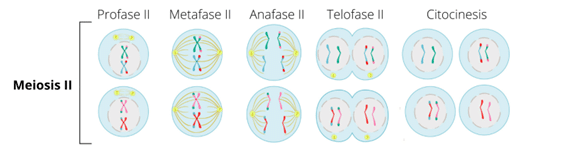 Phases meiosis II