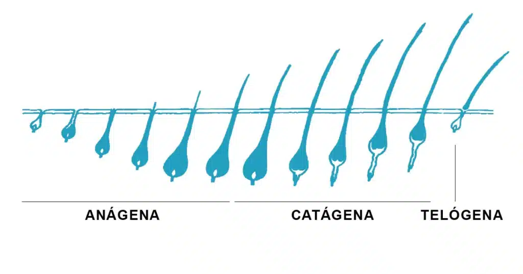 Die Phasen des Lebenszyklus der Haare