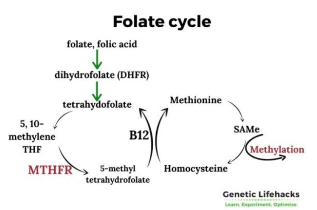 Role of the MTHFR gene in health