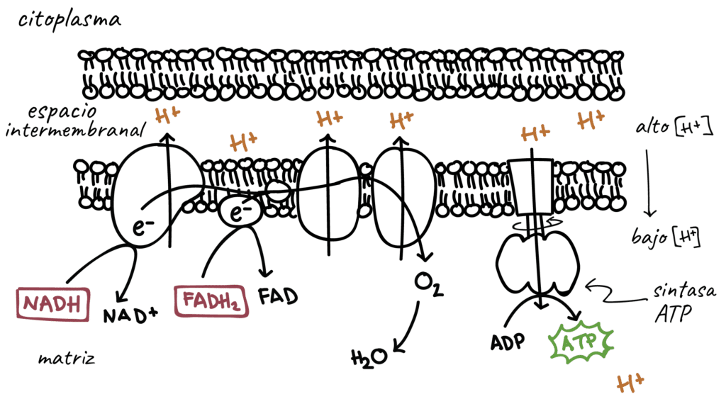 Cadena de transporte de electrones - respiración celular