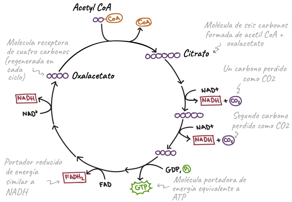 Ciclo de Krebs - respiración celular