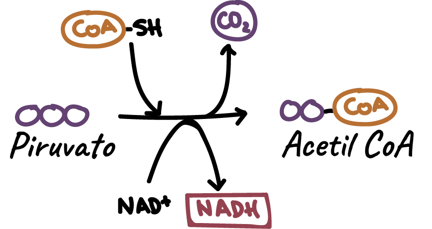 Descarboxilación del piruvato - respiración celular