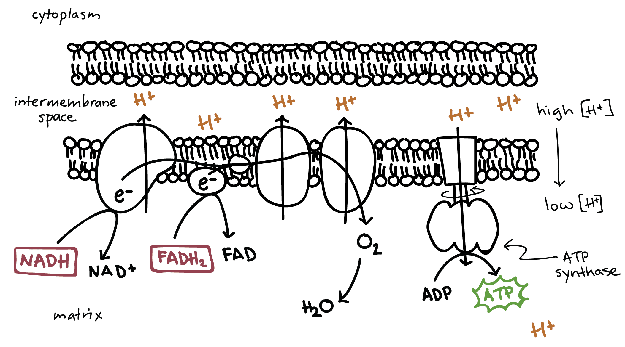 Electron transport chain - cellular respiration