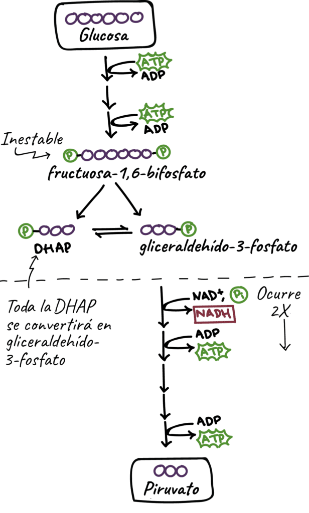 Glucólisis - Respiración celular