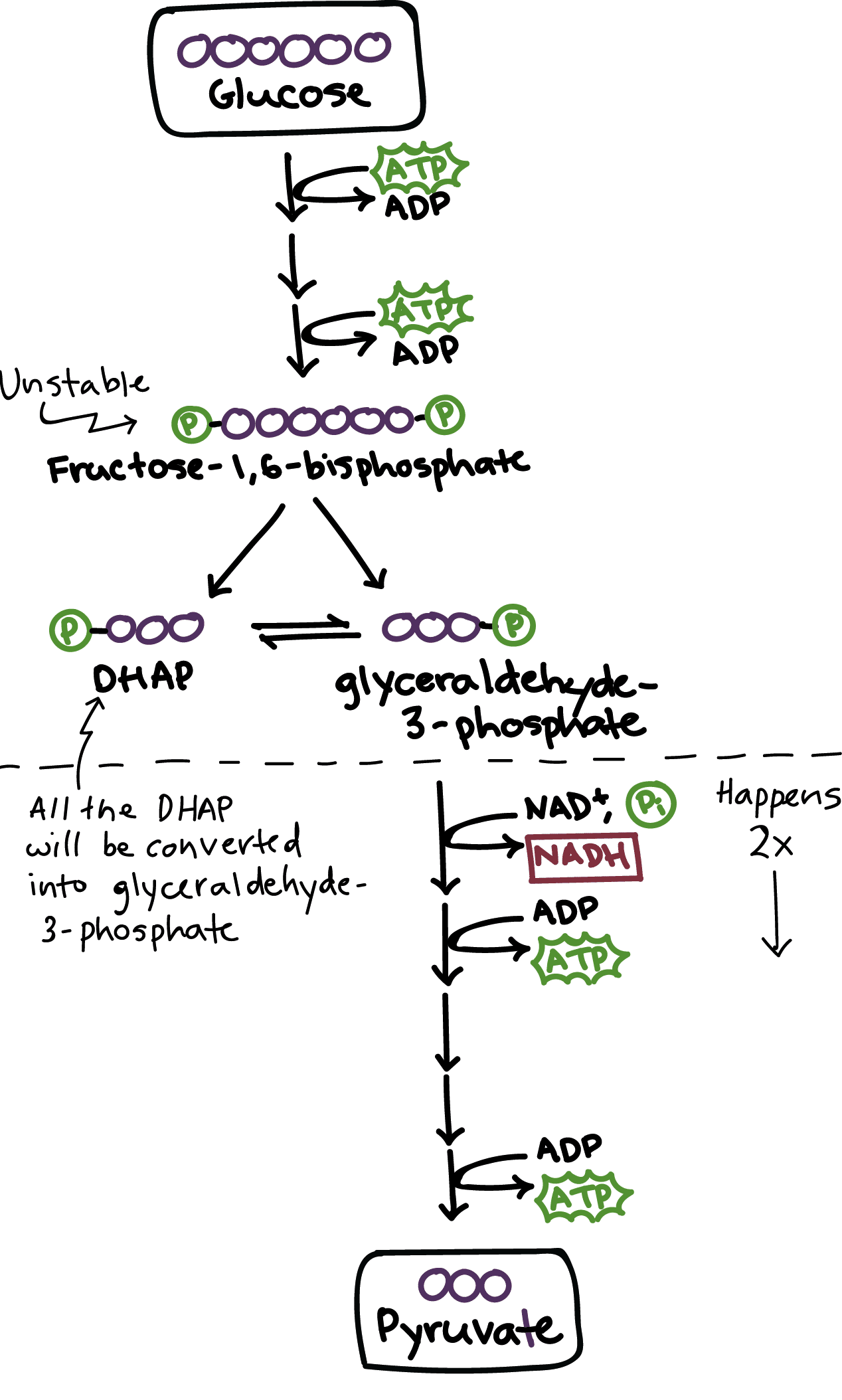 Glycolysis - Cellular respiration