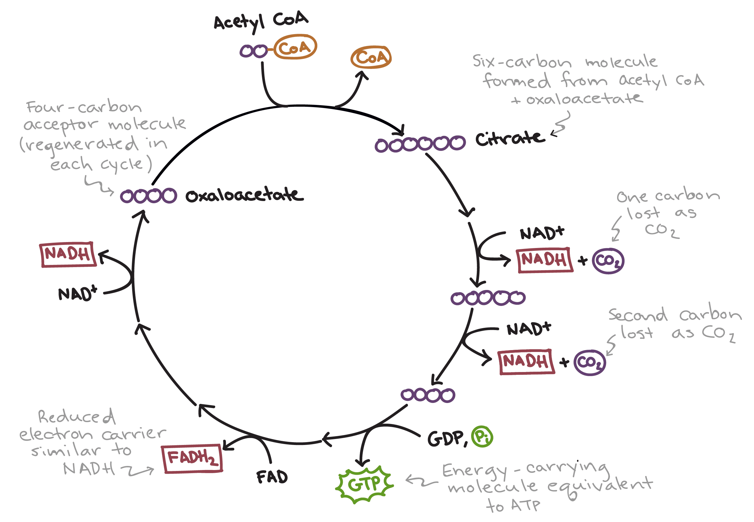 Krebs cycle - cellular respiration