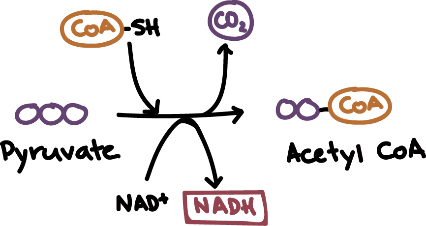 Pyruvate decarboxylation - cellular respiration