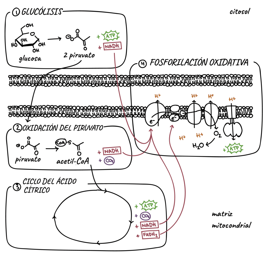 Zelluläre Atmung