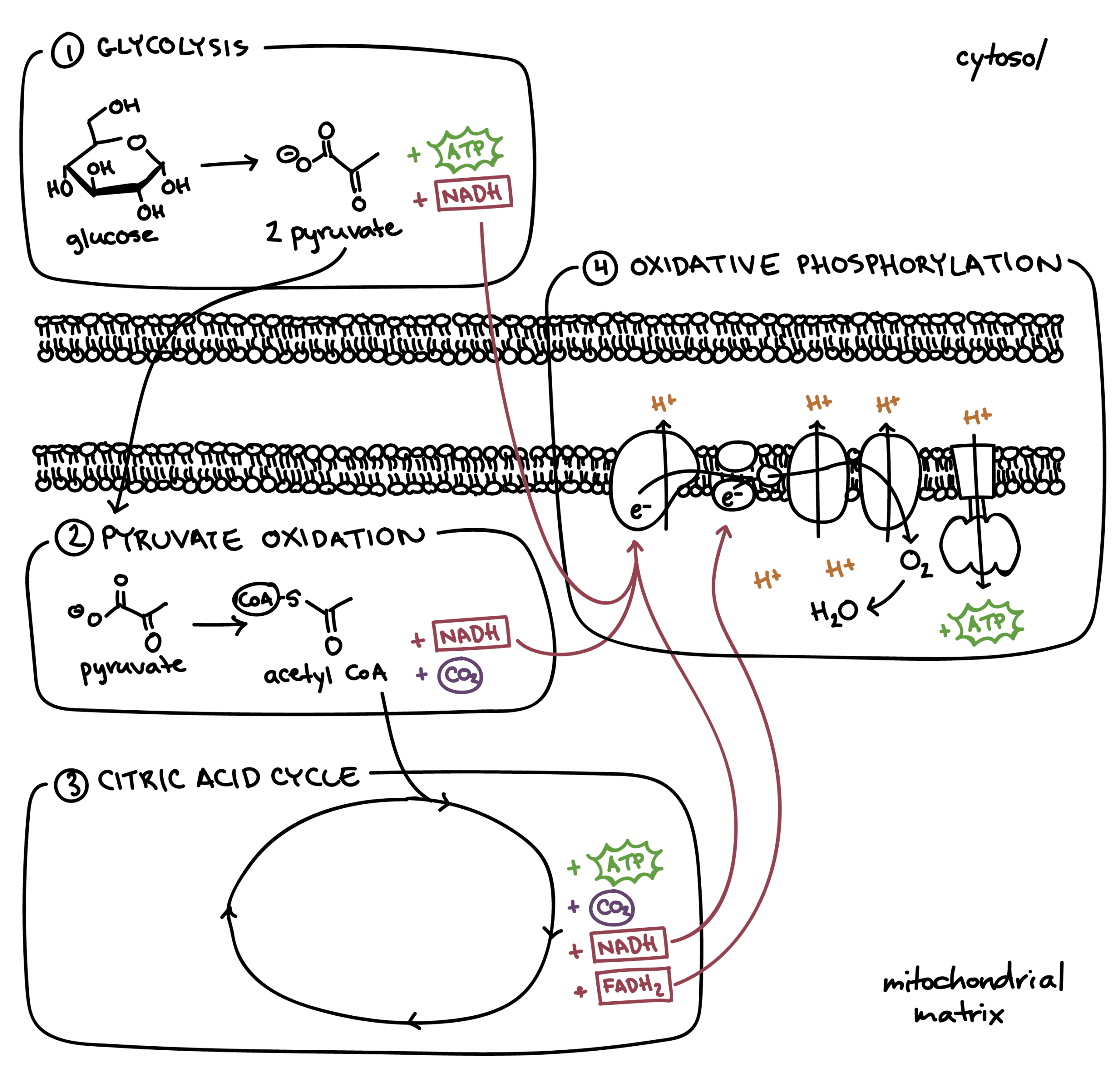 Cellular respiration