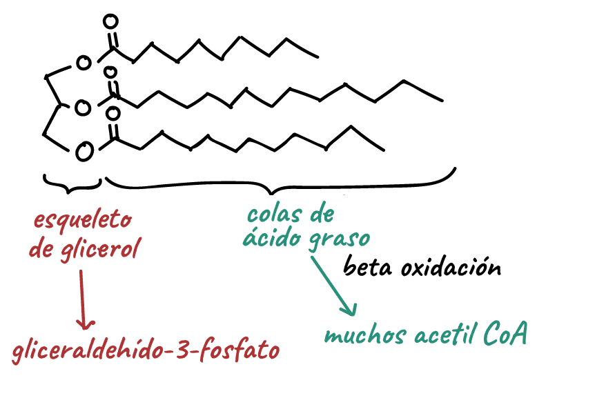 Beta-oxidación