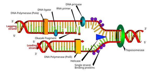 Replicación de ADN