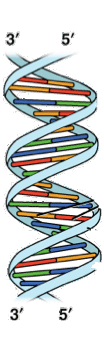 DNA helix