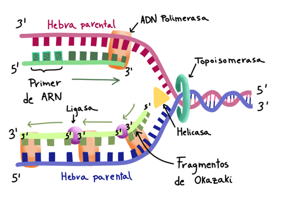 Replicación de ADN